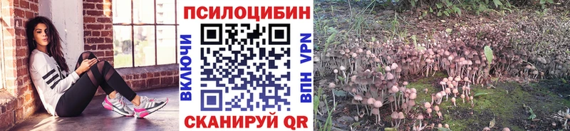 Псилоцибиновые грибы Psilocybine cubensis  Купить где  Протвино 